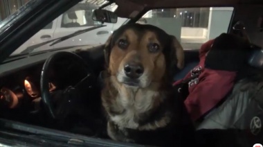 Un conductor alcoholizado y su perro "Toro" fueron las estrellas en un control de tránsito realizado en La Plata