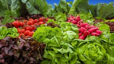 Científicos de La Plata trabajan para obtener hortalizas con buena calidad nutricional aún después de varios días de almacenamiento
