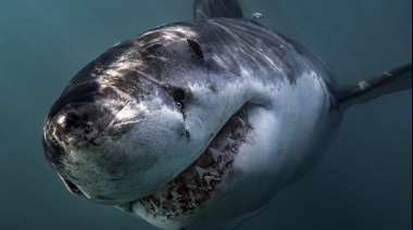 En la playa de Mar de Ajó encontraron el diente de un Megalodón, el gigante asesino de la película Tiburón