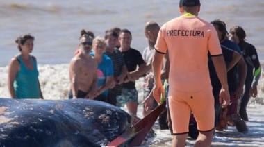 VIDEO: Impresionante rescate de una ballena encallada en las costas de Villa Gesell