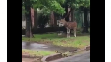 Video: vecinos filmaron un ciervo suelto por las calles de City Bell