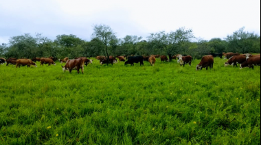 Abrieron una carnicería agroecológica en Avellaneda: Todos los detalles de un modelo en crecimiento y poco conocido