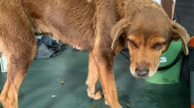 Un grupo de vecinas lanzó un pedido en redes para encontrarle "tránsito" a una perra deshidradatada y desnutrida rescatada en Villa Elisa