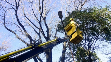 Trabajadores de la Municipalidad de La Plata continúan con el mantenimiento del arbolado público