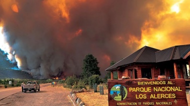 ¿Por qué los pinos y otras especies exóticas aumentan el riesgo de incendios en la Patagonia?