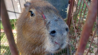 Rescataron un carpincho que deambulaba por el campo de deportes del colegio Sagrado Corazón de La Plata