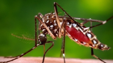 Tras las últimas lluvias en La Plata, solicitan acentuar el descacharreo para prevenir la reproducción del mosquito del dengue