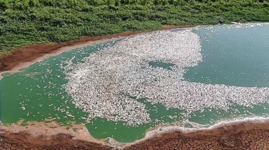 El drama de la bajante del Río Paraná: imágenes aéreas muestran a miles de peces flotando en lo que queda de un humedal