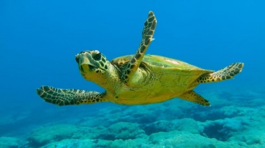 En San Clemente devolvieron tortugas al mar y aseguran que uno de los ejemplares eliminó diez tipos de plásticos diferentes