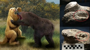 Hallaron signos de una pelea entre un oso prehistórico y un perezoso gigante, "fue una verdadera lucha de gigantes" según los investigadores