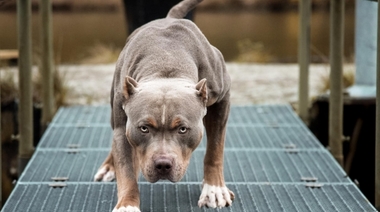 Perros peligrosos: una experta de La Plata habló de una