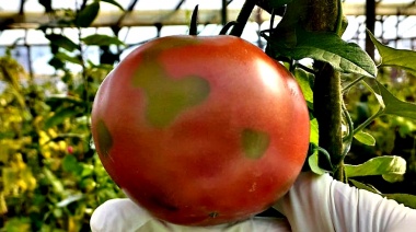 Detectaron el virus rugoso del tomate en plantaciones de La Plata, Mar del Plata y Corrientes, ¿de qué se trata?