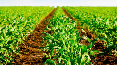 La Cámara Federal de La Plata declaró la inconstitucionalidad del DNU 70/2023 en cuanto a la Ley de Tierras 26.737