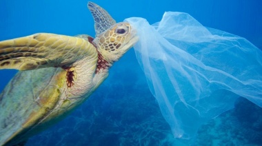 Los resultados del último Censo Provincial de Basura Costera Marina alertaron al CONICET y a organizaciones ambientalistas