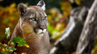 Video: apareció un puma suelto en la localidad de Villa del Mar