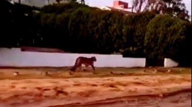 Terminó la búsqueda del puma perdido en Villa Gesell