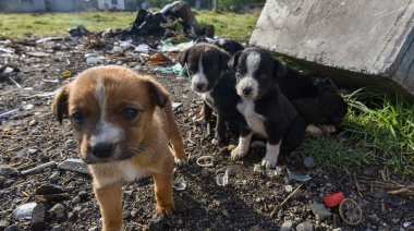 Polémica: un intendente quiere sacrificar a los perros que en menos de seis meses no sean adoptados