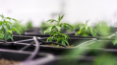 Guía para la plantación exitosa de semillas de marihuana medicinal: Tiempos y elementos esenciales