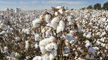 Investigadores argentinos desarrollaron un algodón resistente y extra largo que permitirá producir ropa de mejor calidad