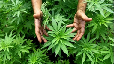 La Justicia ordenó que le devuelvan las plantas de Cannabis a un paciente oncológico luego de que se las robaran y las recuperara la Policía