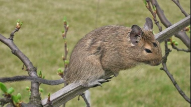 Un roedor chileno podría ser el modelo natural más adecuado para estudiar el alzheimer