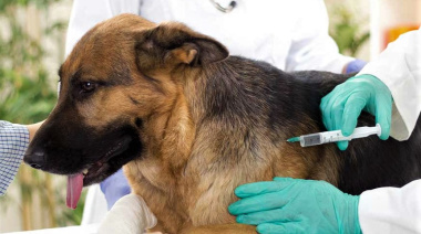 Anunciaron nuevas jornadas de vacunación antirrábica y castración para perros y gatos en La Plata