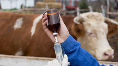 Fiebre Aftosa: ¿Estamos listos para dejar de vacunar?