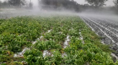 Buscan eximir de tasas municipales a los productores de La Plata afectados por el intenso frío