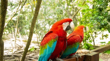 En La Plata trabajan en un programa de reproducción del Guacamayo Rojo, un ave considerada extinta en Argentina