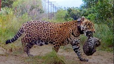 Luego de 70 años de extinción dos yaguaretés que viven en forma silvestre nacieron en los Esteros del Iberá