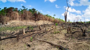 Según un informe, las tasas de deforestación en América Latina son "las más elevadas desde 2009"