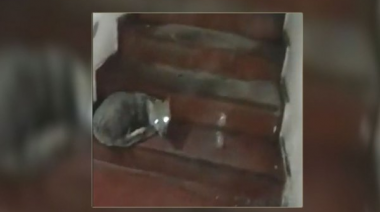 Video: apareció un zorro en un edificio de La Plata y los vecinos lo echaron a baldazos