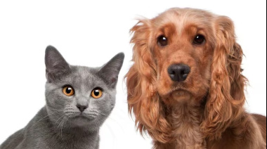En Tolosa realizarán dos jornadas veterinarias gratuitas con vacunación y castración