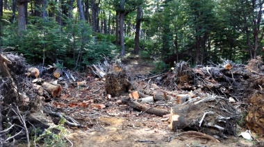 Un exclusivo club de esquí fue sancionado por la tala ilegal de un bosque nativo de alto nivel de conservación