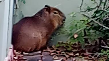 Video: un carpincho suelto en La Plata: apareció este domingo en el barrio de La Granja