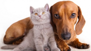 El Colegio de Veterinarios alertó que el proyecto de castración masiva de perros y gatos es "una aberración sanitaria"