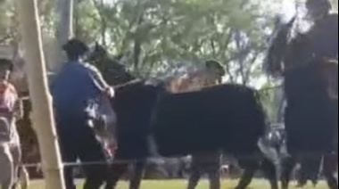 Piden al intendente de Brandsen que "reconsidere" y "suspenda" una jineteada, calificada como "un acto de suma crueldad"