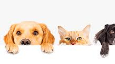 Nuevas jornadas gratuitas de vacunación veterinaria y castración en La Plata