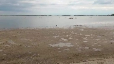 Gran mortandad de peces por una bajante histórica en la Laguna de Chascomús