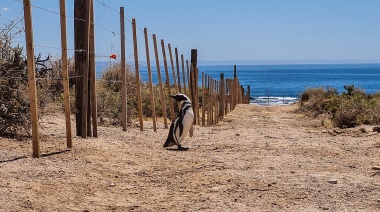 Presentaron una querella penal por la matanza de cientos de pingüinos de la Reserva Natural Punta Tombo