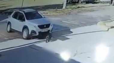 Video: una mujer atropelló a un perro con su camioneta y no bajó para auxiliarlo