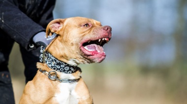 Perros peligrosos: un pitbull atacó a otro perro en La Plata y lo dejó gravemente herido