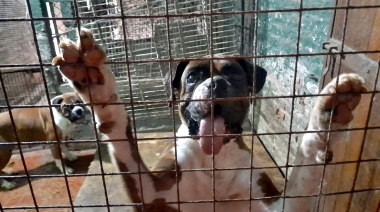 Rescataron a casi 600 animales que estaban hacinados y mutilados en la parte trasera de un pet shop