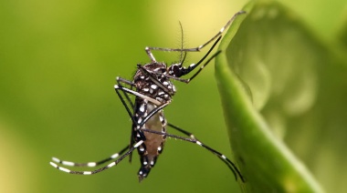 El Municipio realiza tareas de prevención contra el dengue