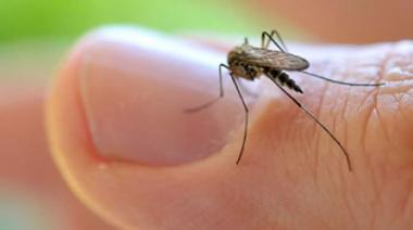 Dengue, Zika y Chikungunya: cómo influyen "aspectos políticos, económicos, sociales, históricos y culturales”