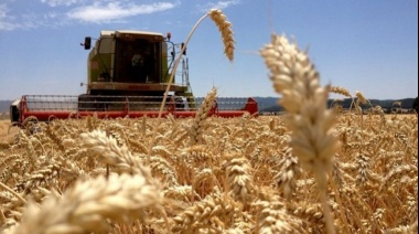 Por la sequía, la Bolsa de Cereales calculó que las exportaciones de trigo  caerán un 55% en dólares