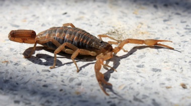 Cómo protegerse de los alacranes, que volvieron en la temporada de verano