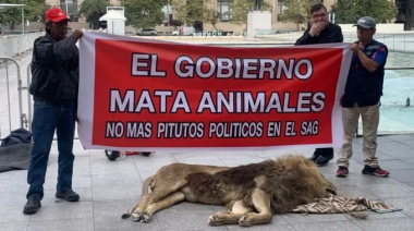 A modo de protesta, arrojaron un león muerto en el palacio presidencial de Chile
