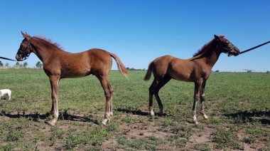 Reportaron el primer caso de un caballo clonado que tiene un sexo diferente al del ejemplar que le dio origen