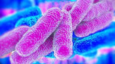 Investigan un posible caso de enfermedad por la bacteria Legionella en el Hospital San Martin de La Plata